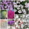300 Pcs Schleierkraut Samen Bunt - Pflanzen Garten, Winterharte Pflanzen Für Garten,Clivia Miniata, Wildblumensamen, Nachhaltige Geschenke Für Frauen Frühlingsblumen Wiesensamen