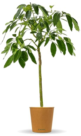 Bloomify® Avocado Baum Alejandro | 110-120 cm hohe selbstfruchtende Avocado Pflanze für Kübel oder als Zimmerpflanze | Pflegeleichte Pflanze & leckere Früchte