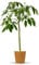Bloomify® Avocado Baum Alejandro | 110-120 cm hohe selbstfruchtende Avocado Pflanze für Kübel oder als Zimmerpflanze | Pflegeleichte Pflanze & leckere Früchte