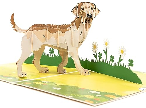 LIMAH® Pop Up Hundekarte, Geburtstagskarte, Glückwunschkarte, Freundschaftskarte, Geschenkkarte, Überraschungskarte mit einem großen Hund (Labrador) und einer grünen 3D Wiese (Beige)