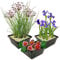 vdvelde.com - Teichpflanzen Set Rot Winterhart - 9 Pflanzen für Mini teich und großer Gartenteich - Seerose, Sumpf Iris und Schwanenblume inklusive Pflanzkörbe - Van der Velde Wasserpflanzen