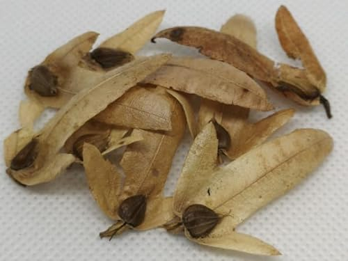Deutsche Hainbuche (lat. Carpinus betulus) Winterharte Samen für Bäume oder Hecken - Ganzjährige Aussaat möglich - Qualitätsgeprüfte Baumsamen – Hohe Schnittverträglichkeit
