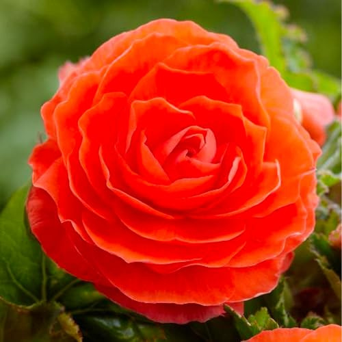 Bulbi di BEGONIA | Bulbi provenienti dai migliori produttori Olandesi | Esclusiva selezione e controllo qualità | Fioritura garantita dal primo anno. (3 Bulbi di Begonia DOUBLE ARANCIO)