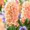 Hyazinthen Zwiebeln Winterhart Mehrjährig Gipsy Queen - 15 Zwiebeln - Duftende Blumenzwiebeln Kollektion - 3 Sorten/Farben - Pflanzen aus Holland - für Garten, Topf, Glas (große Knollen, kein Samen)
