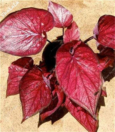 Seltene Caladium-Samen, Caladium-Pflanzen, Zitat; Elefantenohr & Zitat; Bonsai Blumensamen Mehrjährige Everygreen Blumentopf Für Hausgarten 50 Stück