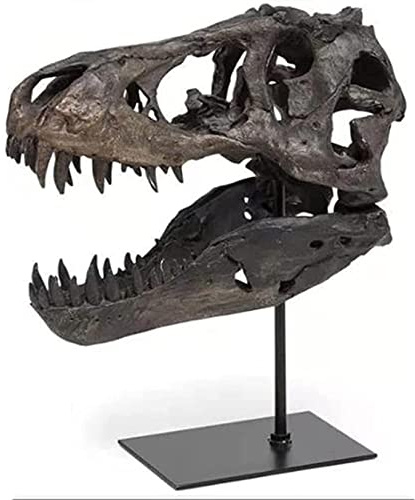 Jiawinng Dinosaurier -Skelettstatue Harz fossile Modell Display Archäologie Handwerk Lehre Requisite für Dinosaurier Schädel Liebhaber Geschenke Halloween Weihnachtsfamilienbürodekoration Dekor,S