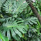 120 pcs Monstera Deliciosa Variegata Samen ausgefallene geschenke zimmerbonsai bonsai Monstera Pflanze Samen, zimmerpflanze pflanzen winterhart draußen deko büro blumensamen bienenwiese