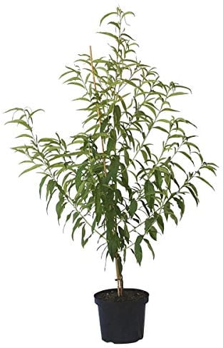 Pfirsichbaum Rekord aus Alfter robuster Pfirsich frühe Reife Buschbaum 110-140 cm, Unterlage Prunus pumila