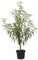 Pfirsichbaum Rekord aus Alfter robuster Pfirsich frühe Reife Buschbaum 110-140 cm, Unterlage Prunus pumila