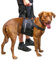 Beppo® Hunde - Gehhilfe - Tragehilfe - für mittelgroße oder große Hunde geeignet - unisex