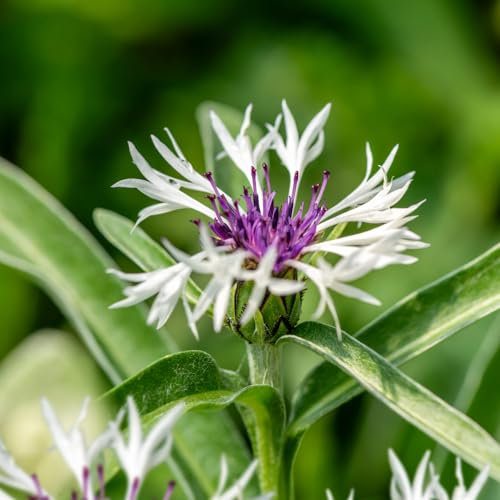 Centaurea 'Amethyst in Snow'. Plug Plant x 4. Perennial Bicolour Purple & White Cornflower. Hardy Flowers. Available from Bedwen Plants