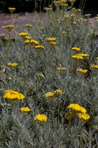Helichrysum italicum - Currykraut - Gewürzpflanze Verpackungseinheit 5