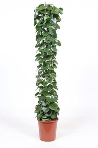 Produktinformationen Cissus rotundifolia - Zimmerrebe - TopfØ 27 cm, Höhe: 160 cm - Kletterpflanze XXL
