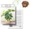 Einzigartige Bonsai Samen mit hoher Keimrate - Pflanzen Samen Set für deinen eigenen Bonsai Baum (1x Buddha-Feige)