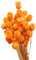 VONGLYHOO Trockenblumenstrauß Trockenblumenstrauß Trockenblumen Natürliche Trockenblumen Natürliche Trockenblumen Dekoration in Vase Tisch Blumen 50 Stängel Orange