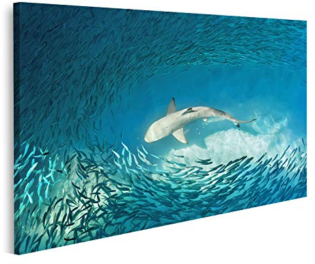 islandburner Bild auf Leinwand Hai Kleine Fische Ozean Natur Hintergrund Bilder Wandbilder Poster