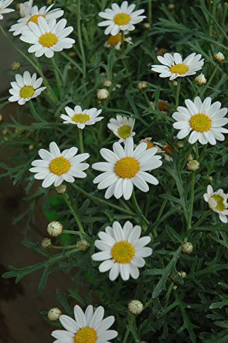 6X Marguerite Daisy Plants HUISINK. Compact Habit. Cutting Raised Plug Plants.