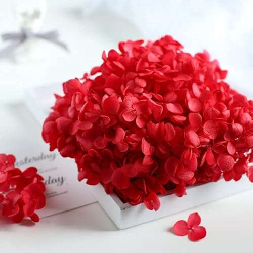 LEEYOX 15 g/Borsa Ortensia Fiore Secco Pianta Naturale Conservato Foglie di Fiori Freschi per Artigianato Fai da Te Decorazione Fiori Eterni Materiale
