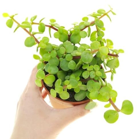 DECOALIVE Planta del Dinero Portulacaria Afra Planta Monedita Que Atrae la Fortuna, 8435712006200