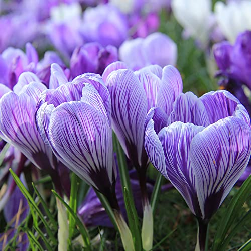 2 Stück krokus zwiebeln lila krokusse zwiebeln winterhart mehrjährig safran Seltene Pflanzenserie - bodendecker pflanzen winterhart frühlingsblumen zwiebel winterharte pflanzen garten blumenzwiebeln