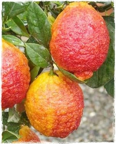 Pianta di LIMONE ROSSO Citrus Volkameriana - in vaso: Ø 22 cm - H. 80/90 cm