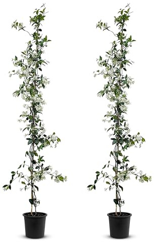 Tropictrees - Trachelospermum Jasminoides - 140cm - Winterhart - Sternjasmin - toskanischer Jasmin -Weiß - 2 pcs