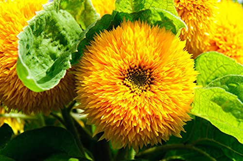 Girasole Nano Doppio, semi in busta