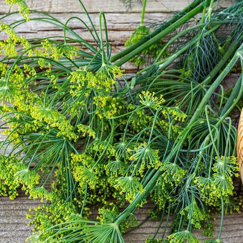 300 pcs Anethum graveolens winterfeste pflanzen für balkon Dill Samen Mehrjährig Winterhart - kräuter pflanzen bonsai topf kräuter pflanzen dekopflanzen herbal kräutergarten geschenk