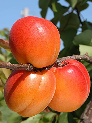 Albicocco pianta da frutta innestata di 2/3 anni in vaso da 5 litri MADE IN ITALY Vivaio di Castelletto