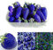 Somerway Graines de Fraises Bleues 50Pcs Graines de Fruits pour la Plantation de graines de Baies nutritives à Haute Germination Productive Fructification Naturelle Fournitures de Ferme Bleu