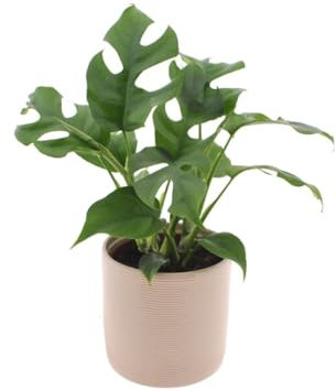 Monstera Minima | 35cm | Mit weißem Keramiktopf
