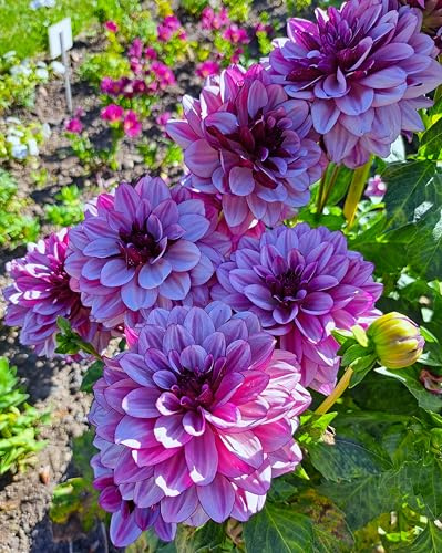 Dahlienknolle : Dahlia - Dahlie Dekodahlie Crème de Cassis 1 Knolle/Rhizom