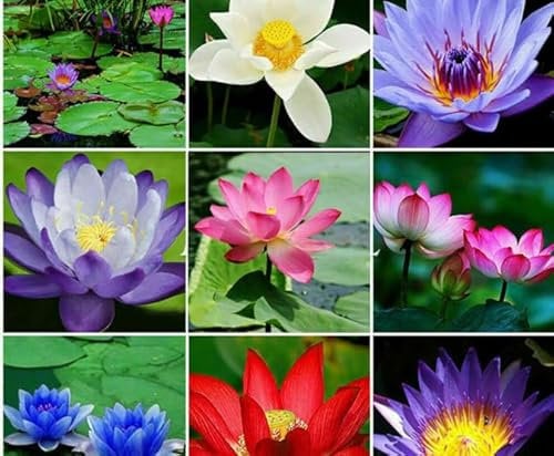 10 Seeds Flowers Plant for Garden Water Lilies Lotus Flower Flowers Mixed Colour Flower Seed Pond Water Lily