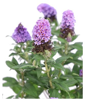 Pianta di Buddleja Davidii Albero delle Farfalle pianta ornamentale da esterno pianta vera da fiore vari colori venduta da eGarden.store (Buddleja Davidii Butterfly Candy Lilla v.24 cm)