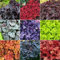 GardenersDream 5 x Mixed Heuchera Plants in Pot - Outdoor Garden Ready Perennial Plants - Colourful All Year Round Outdoor Plant for Gardens, Borders and Containers (15-40 cm incl. 9 cm Pot)