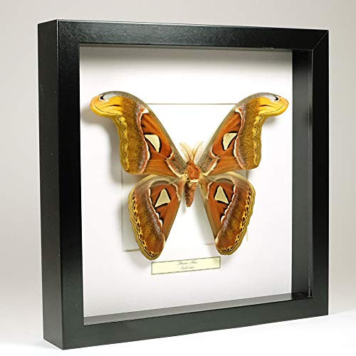 Attacus Atlas - Papillon Cobra - Vrai Papillon de taxidermie monté sous Verre dans Un Cadre Fait Main en Bois Noir