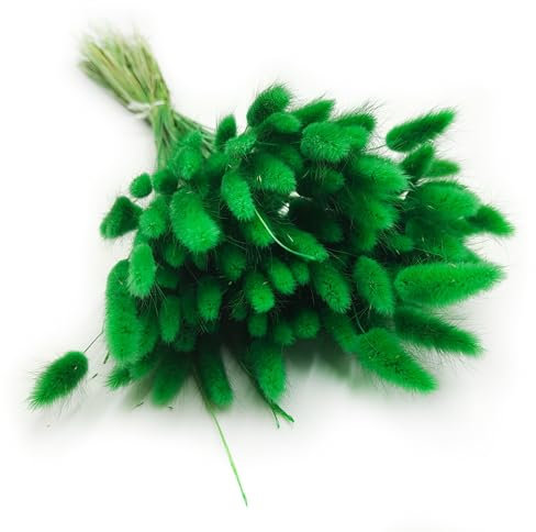 Enchanted Dekogras Getrocknetes Gras Ziergras Hasenschwänze Lagurus Ovatus Samtgras Häschen-Schwanzgras Trockenblumen Natürlich Boho 120 - 150 Stück 100 g Grün