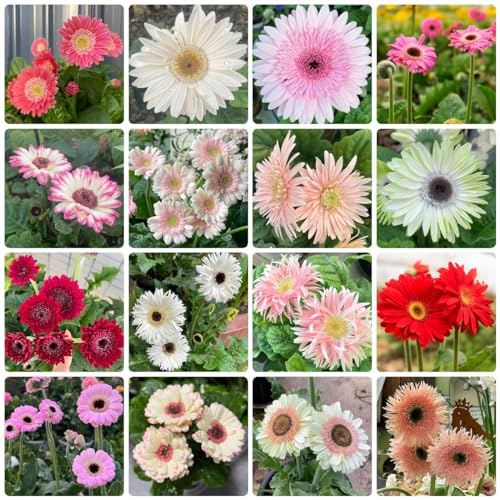 500 Pcs Gerbera Samen - Blumenwiese Samen, Steingartenpflanzen Winterhart, Gerbera Jamesonii, Pflanzen Für Draußen Winterhart, Bodendecker Winterhart Mehrjährig Seltene Pflanzen