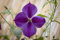 Clematis Hybride 'Star of India' 60-100 cm - Waldrebe, violette Blüten mit rotem Streifen, Blütezeit Juni-September, ideal für Rankgerüste, pflegeleicht