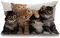 Smooffly Dekorativer Kissenbezug mit niedlichem Katzenmotiv, rechteckig, 30,5 x 50,8 cm