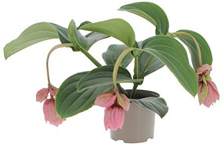 KENTIS - Medinilla Magnifica - Piante Vere Tropicali da Appartamento - Pianta Fiorita Ornamentale Pendente da Interno - Vaso Ø 17 cm