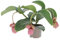 KENTIS - Medinilla Magnifica - Piante Vere Tropicali da Appartamento - Pianta Fiorita Ornamentale Pendente da Interno - Vaso Ø 17 cm