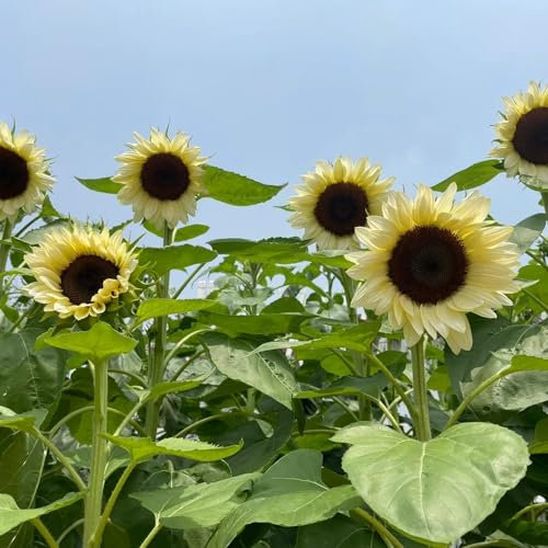 50 pz Semi di girasole semi di prato fiorito perenne Semi di girasole semi semi di fiori Piante resistenti per il giardino girasole semi di prato fiorito perenne resistente semi di