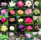 20Pcs Bowl Lotus Flower Seeds, Mixed Colour Flower Seed, Beginner-Friendly Water Bowl Lotus Planting in Water Lotus Seed for Kitchen Garden Pond