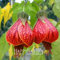 17: Große Förderung!Lila + Rot Glockenblumen Fuchsia Samen Topfblumensamen Topfpflanzen Hängen Fuchsia Blumen 50 Teile/los, Weor08