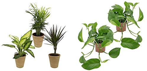 Dominik Blumen und Pflanzen, Zimmerpflanzen Set, 10 - 12 cm Topf, mit terrakotta - farbenem Übertopf & , Efeutute, Epipremnum aureum, 2 Pflanzen, Zimmerpflanzen, rankend, Ampelpflanzen