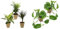 Dominik Blumen und Pflanzen, Zimmerpflanzen Set, 10 - 12 cm Topf, mit terrakotta - farbenem Übertopf & , Efeutute, Epipremnum aureum, 2 Pflanzen, Zimmerpflanzen, rankend, Ampelpflanzen