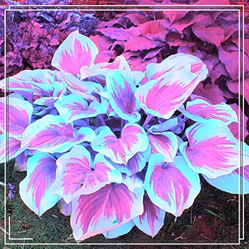 Hosta Zwiebeln Hosta Pflanze Hosta Pflanze Winterhart Funkien Winterhart MehrjäHrig Funkien Zwiebeln Funkien Knollen,Gärten Geschenk bereit,Professionelle Bepflanzung-4zwiebeln-b