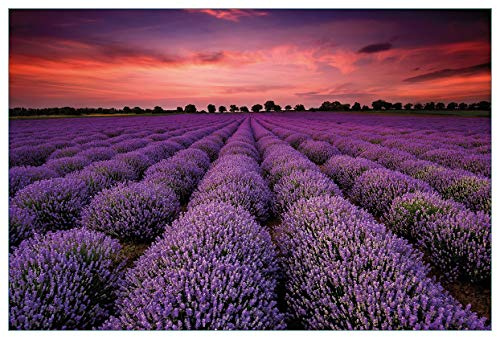 Wallario Küchenrückwand selbstklebend 90 x 60 cm, Motiv: Lavendelfeld unter rotem Himmel | Spritzschutz abwischbar & pflegeleicht