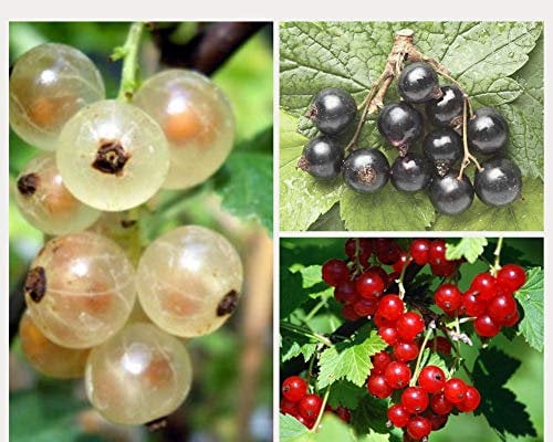 KIT 3 RIBES NERO BIANCO ROSSO PIANTE IN VASO 1 LITRO
